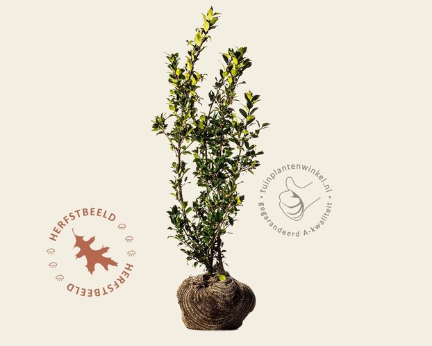 Ilex meserveae 'Blue Princess' - kluit