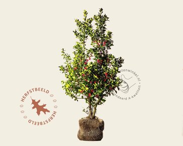 Ilex meserveae 'Blue Princess' - kluit