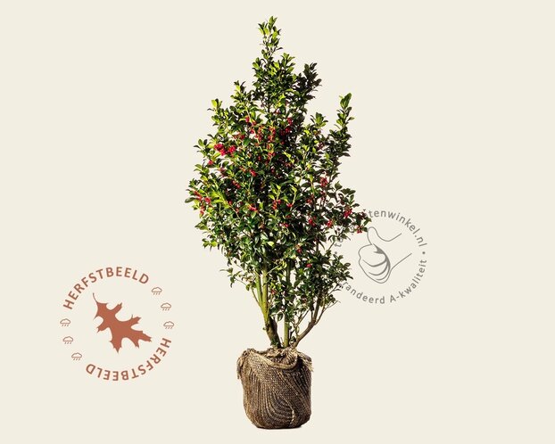 Ilex meserveae 'Blue Princess' - kluit