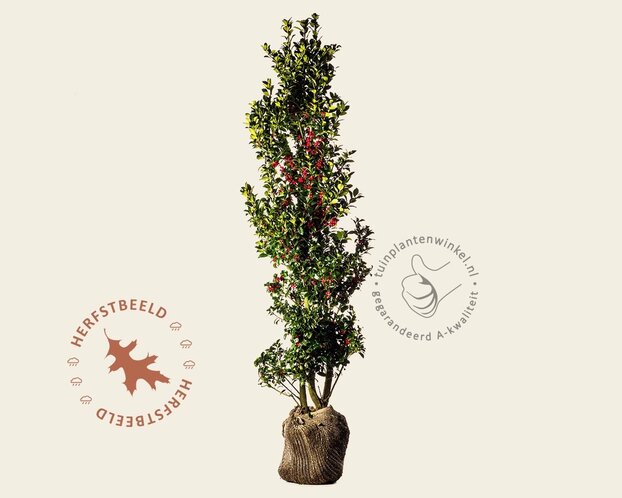 Ilex meserveae 'Blue Princess' - kluit
