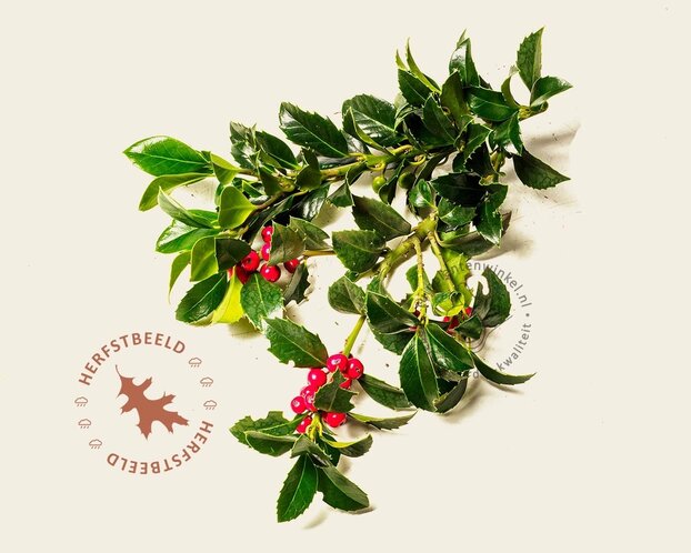 Ilex meserveae 'Blue Princess' - kluit