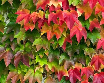 Parthenocissus tricuspidata 'Veitchii'