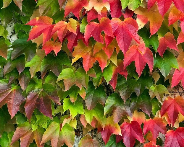 Parthenocissus tricuspidata 'Veitchii'
