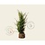 Taxus baccata - kluit