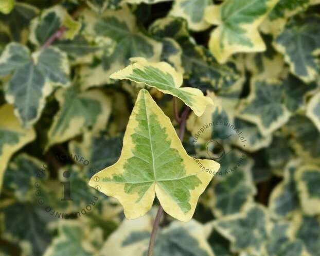 Hedera helix 'Yellow Ripple'