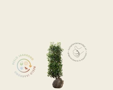 Prunus lusitanica 'Angustifolia' - kluit