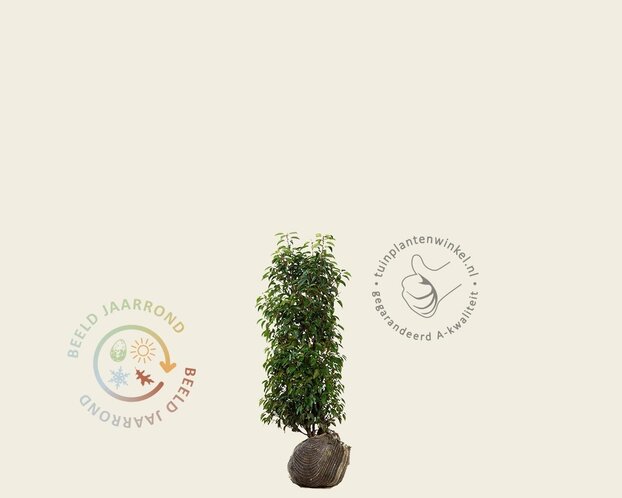 Prunus lusitanica 'Angustifolia' - kluit