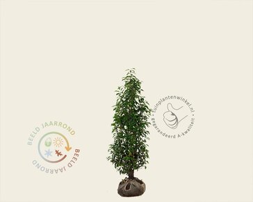 Prunus lusitanica 'Angustifolia' - kluit