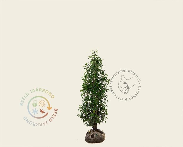 Prunus lusitanica 'Angustifolia' - kluit