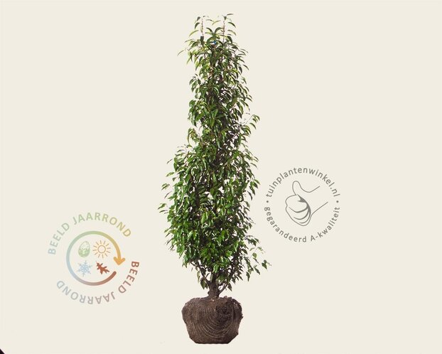 Prunus lusitanica 'Angustifolia' - kluit