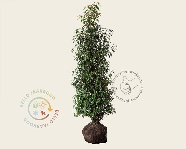 Prunus lusitanica 'Angustifolia' - kluit