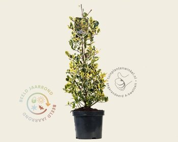 Ilex altaclerensis 'Golden King' - in pot