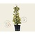 Ilex altaclerensis 'Golden King' - in pot