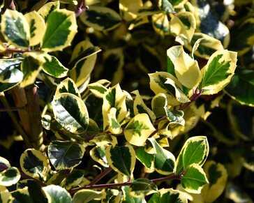 Ilex altaclerensis 'Golden King' - in pot