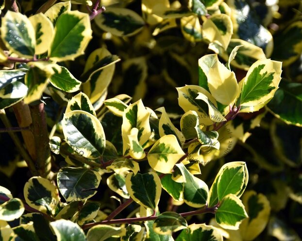 Ilex altaclerensis 'Golden King' - in pot