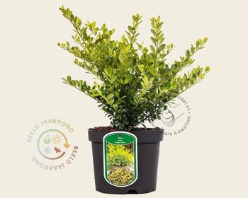 Ilex crenata 'Golden Gem' - in pot