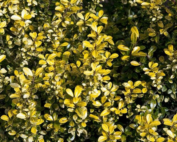 Ilex crenata 'Golden Gem' - in pot