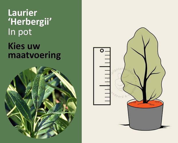 Prunus laurocerasus 'Herbergii' - in pot