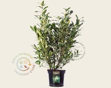 Prunus laurocerasus 'Herbergii' - in pot