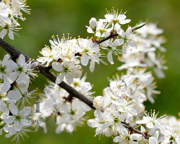 Prunus spinosa - blote wortel