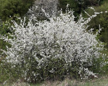 Prunus spinosa - blote wortel