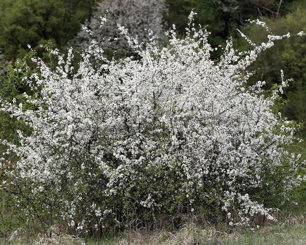 Prunus spinosa - blote wortel