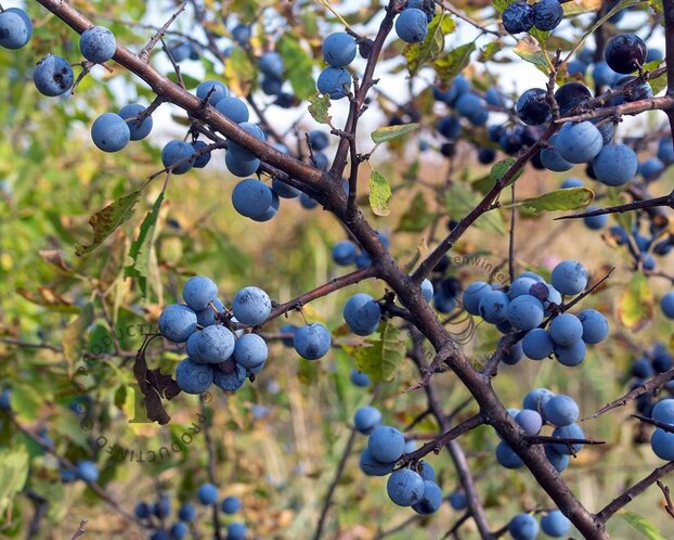 Prunus spinosa - blote wortel