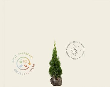 Thuja occidentalis 'Smaragd' - kluit