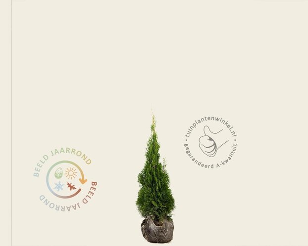Thuja occidentalis 'Smaragd' - kluit