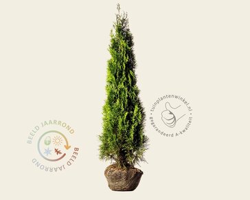 Thuja occidentalis 'Smaragd' - kluit