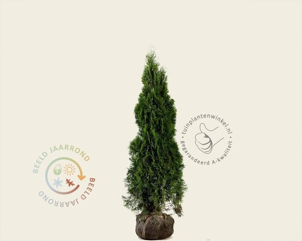 Thuja occidentalis 'Smaragd' - kluit