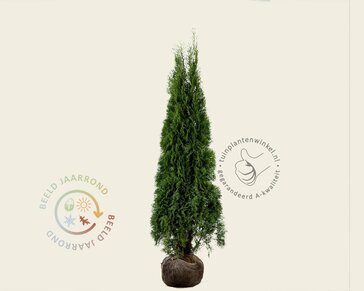 Thuja occidentalis 'Smaragd' - kluit