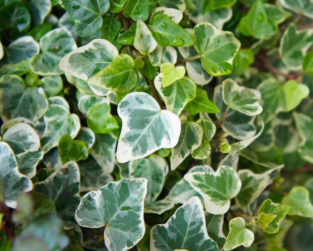 Hedera helix 'Glacier'