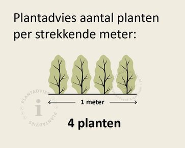 Hedera hibernica 125/150