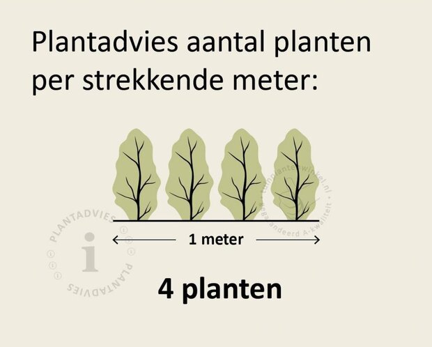 Hedera hibernica 125/150