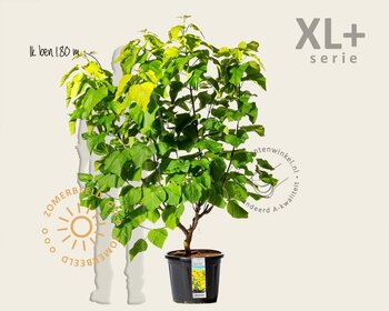 Catalpa bignonioides 'Aurea' - XL+
