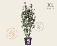 Hibiscus syriacus 'Woodbridge' - XL