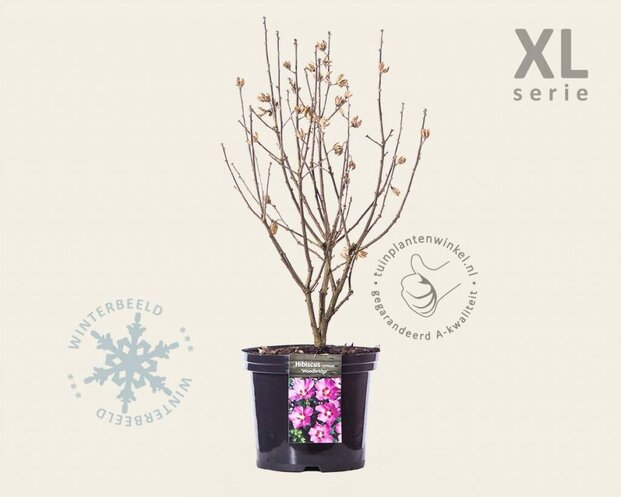Hibiscus syriacus 'Woodbridge' - XL