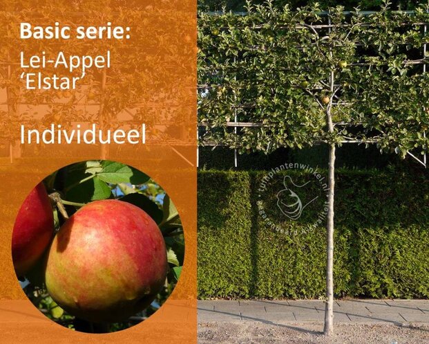 Lei-Appel 'Elstar' - Basic - individueel geen extra's
