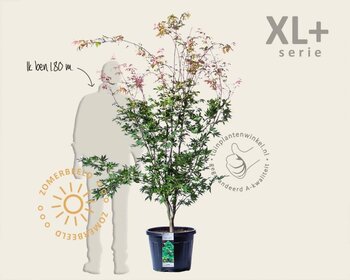 Acer palmatum 'Osakazuki' - XL+
