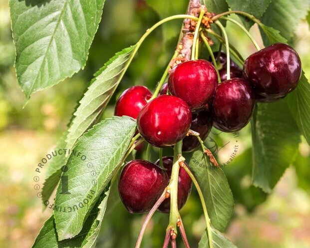 Prunus avium 'Sam' - laagstam