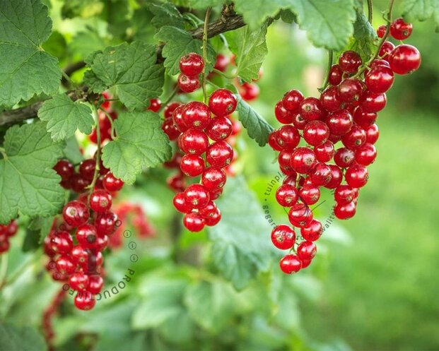 Ribes rubrum 'Rovada'