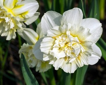 Narcissus 'Ice King'