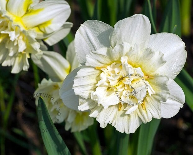 Narcissus 'Ice King'