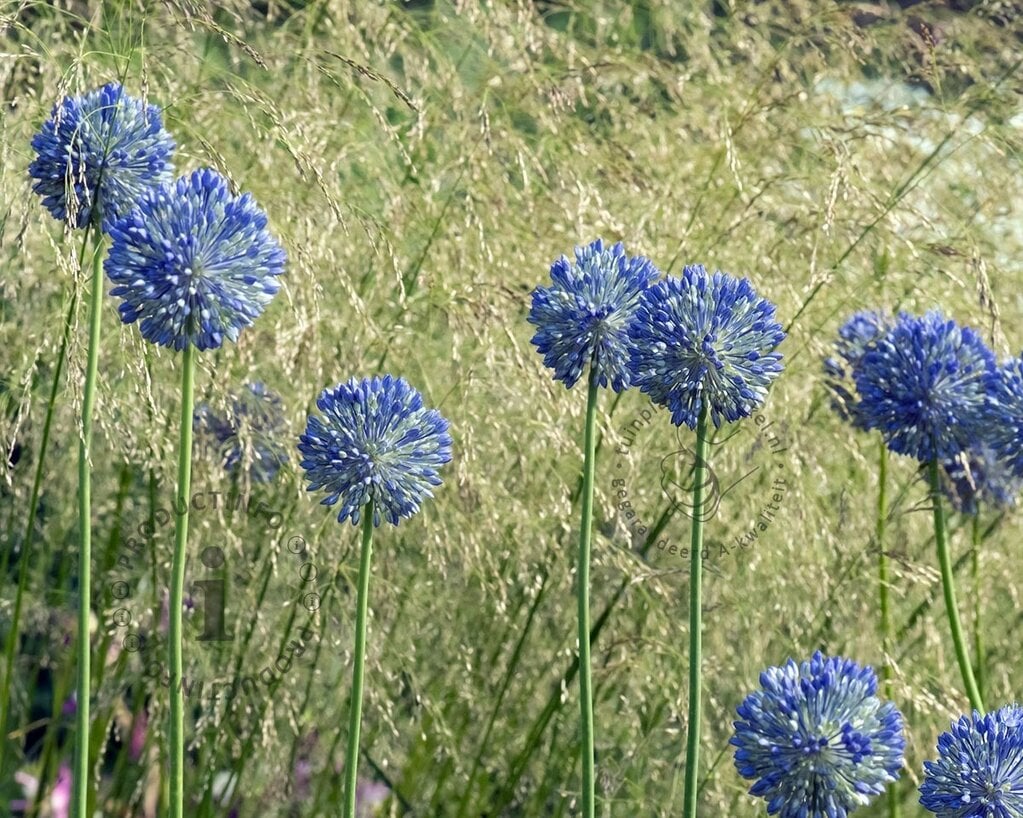 Allium caeruleum