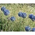 Allium caeruleum