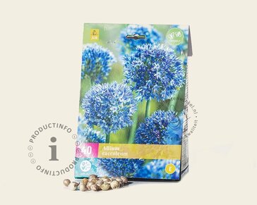 Allium caeruleum