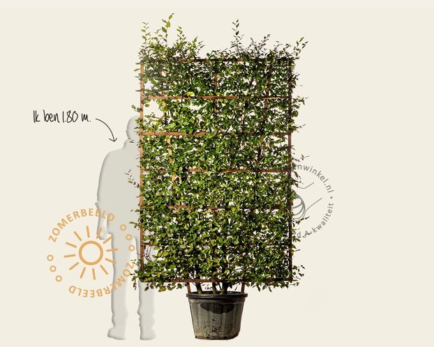 Carpinus betulus - In rek 130x200 cm
