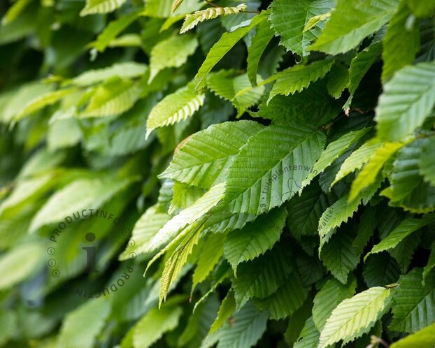 Carpinus betulus - In rek 130x200 cm