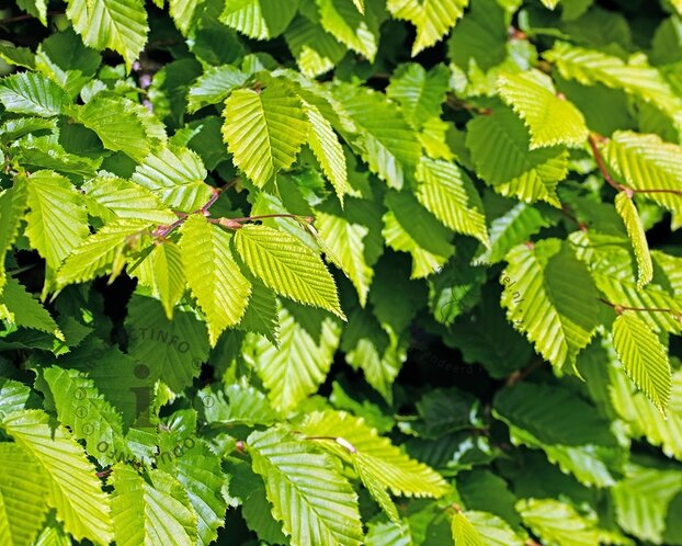 Carpinus betulus - In rek 130x200 cm